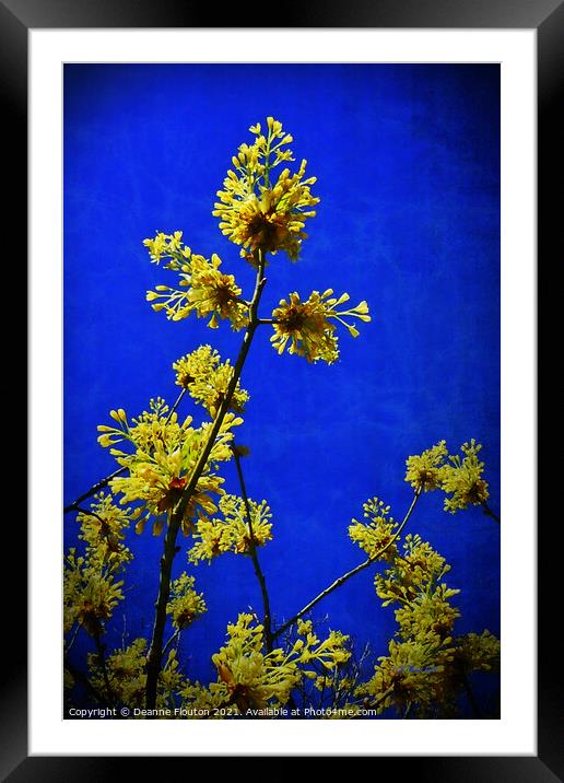 Golden Blossoms in the Cobalt Sky Framed Mounted Print by Deanne Flouton