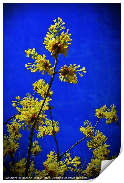 Golden Blossoms in the Cobalt Sky Print by Deanne Flouton
