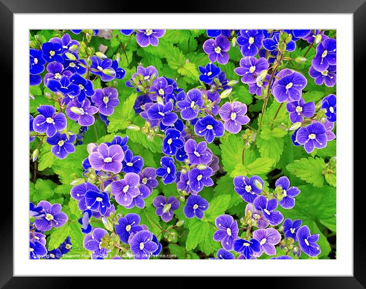 Perky Blue Flowers Framed Mounted Print by Deanne Flouton