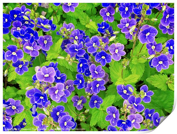 Perky Blue Flowers Print by Deanne Flouton