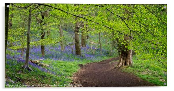 Durham Bluebell Wood Acrylic by Martyn Arnold