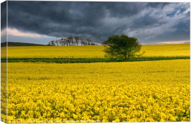 Wellow Rape Seed Field Canvas Print by Wight Landscapes