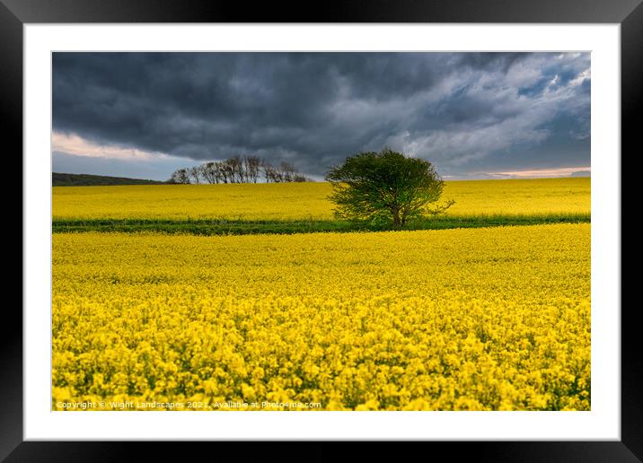 Wellow Rape Seed Field Framed Mounted Print by Wight Landscapes