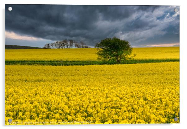 Wellow Rape Seed Field Acrylic by Wight Landscapes