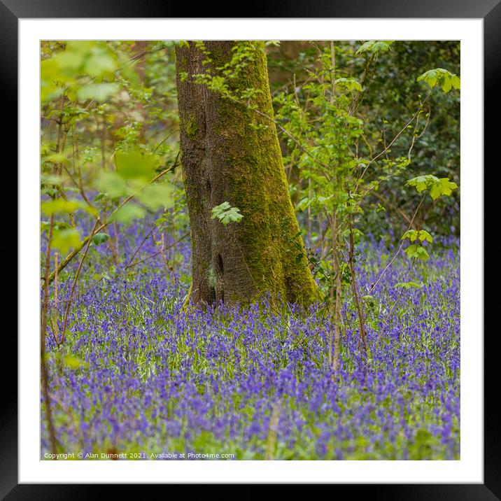Woodland Bluebells Framed Mounted Print by Alan Dunnett