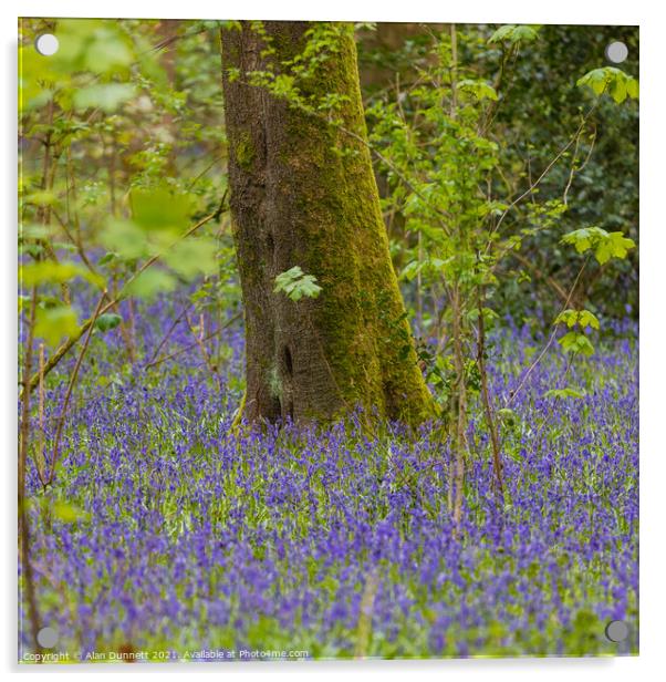 Woodland Bluebells Acrylic by Alan Dunnett