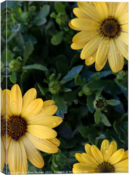 Yellow African Daisies  Canvas Print by Adrian Paulsen