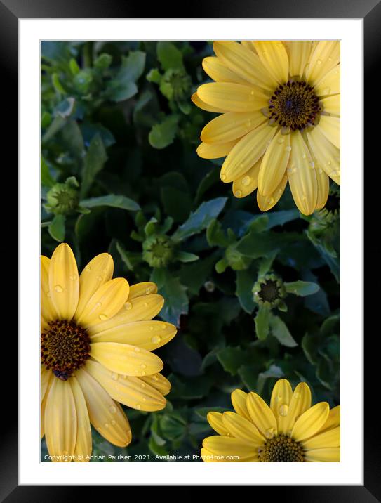Yellow African Daisies  Framed Mounted Print by Adrian Paulsen