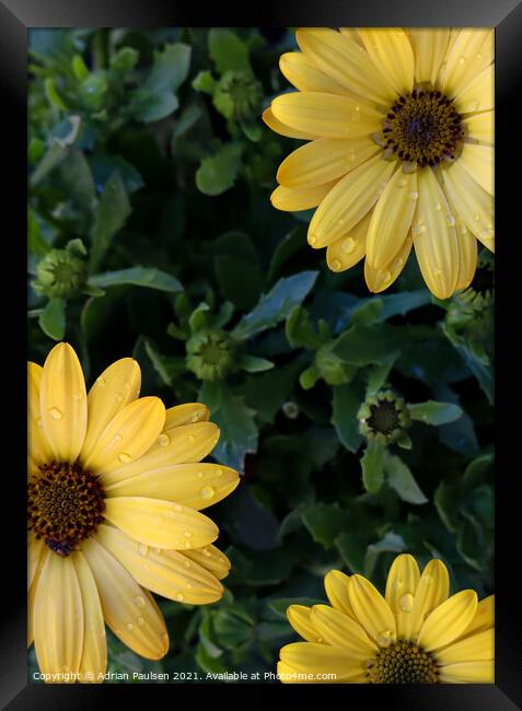 Yellow African Daisies  Framed Print by Adrian Paulsen