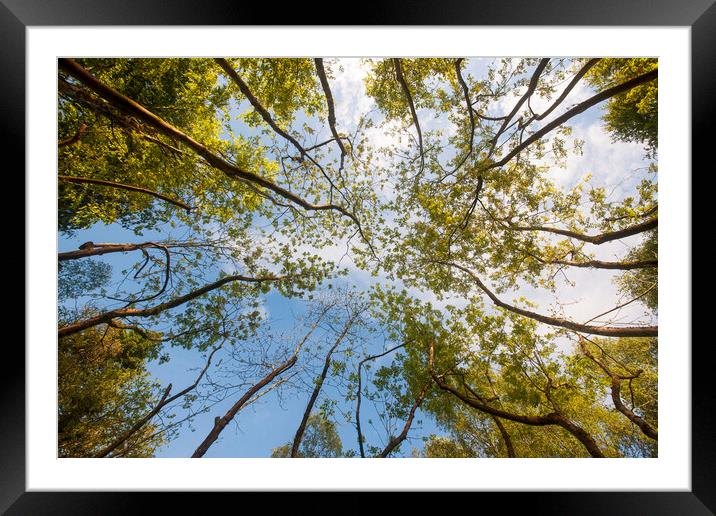 Worms eye view of Ash Dome Framed Mounted Print by Rory Trappe