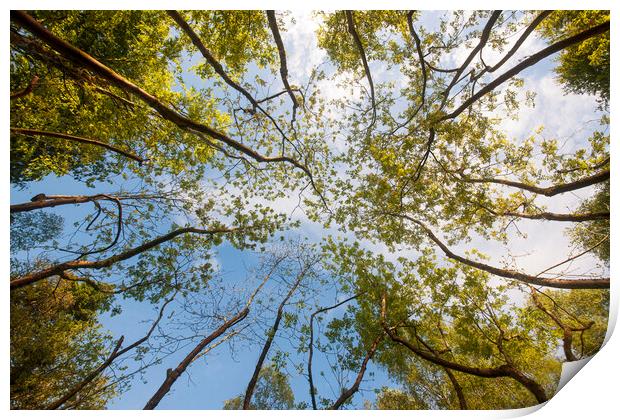 Worms eye view of Ash Dome Print by Rory Trappe