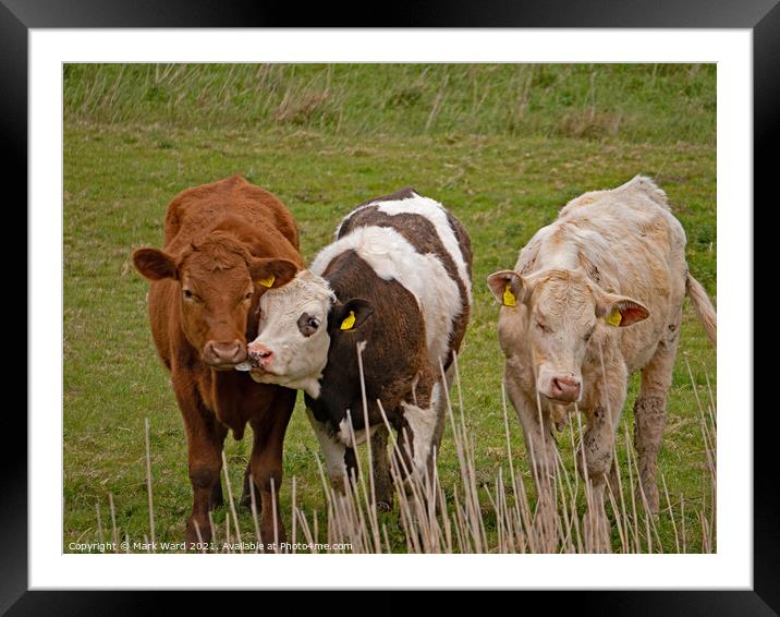 Three is a Crowd. Framed Mounted Print by Mark Ward