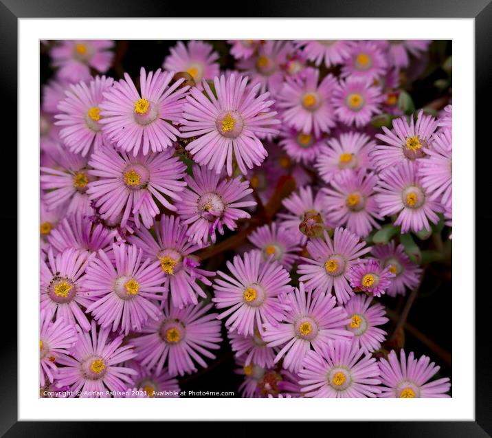 Small pink flowers Framed Mounted Print by Adrian Paulsen