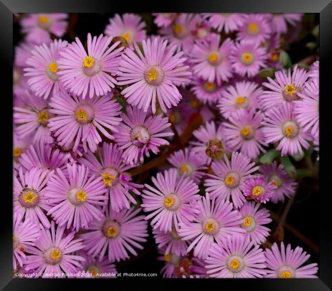 Small pink flowers Framed Print by Adrian Paulsen