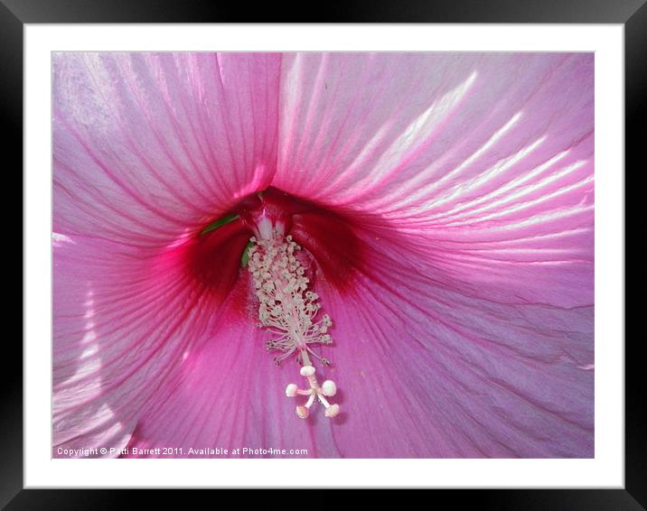 Hibiscus dark red center with pink Framed Mounted Print by Patti Barrett