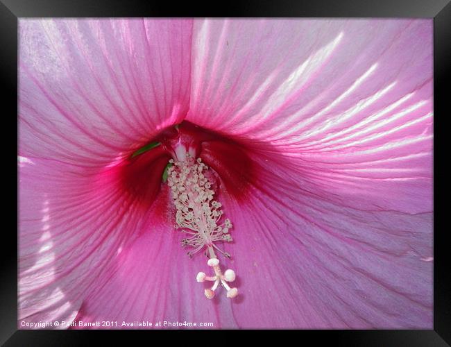 Hibiscus dark red center with pink Framed Print by Patti Barrett