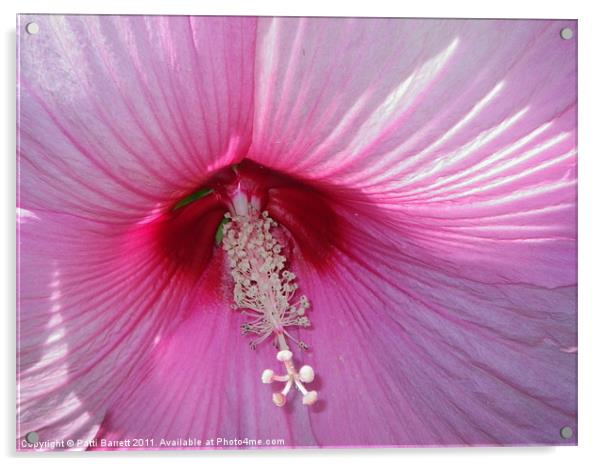 Hibiscus dark red center with pink Acrylic by Patti Barrett
