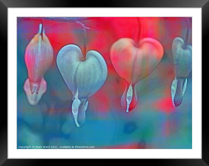 Dicentra Display Framed Mounted Print by Mark Ward