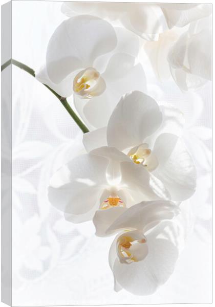 Snow White Phalaenopsis Orchid Canvas Print by Inca Kala