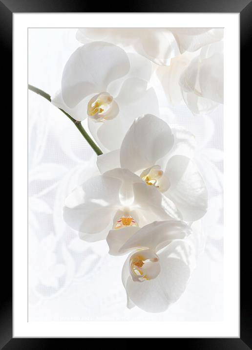 Snow White Phalaenopsis Orchid Framed Mounted Print by Inca Kala