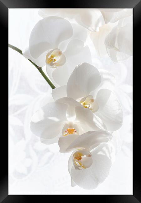 Snow White Phalaenopsis Orchid Framed Print by Inca Kala