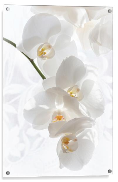 Snow White Phalaenopsis Orchid Acrylic by Inca Kala