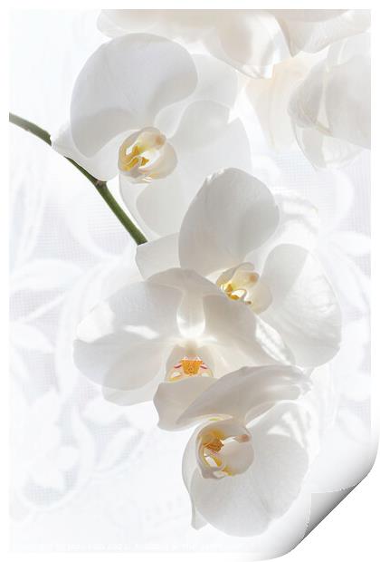 Snow White Phalaenopsis Orchid Print by Inca Kala