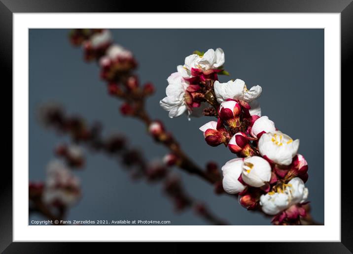 Almond Blossom Framed Mounted Print by Fanis Zerzelides