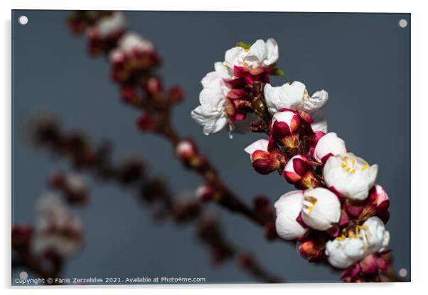 Almond Blossom Acrylic by Fanis Zerzelides