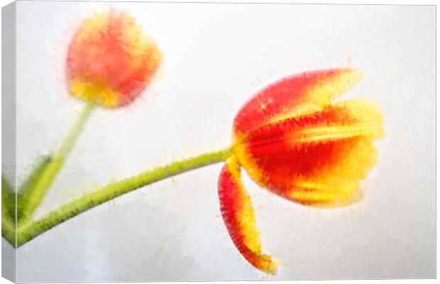 Tulip Abstract Canvas Print by LensLight Traveler