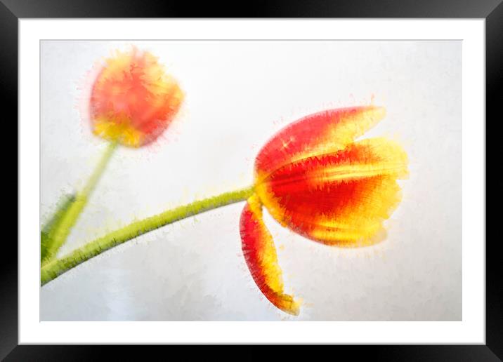 Tulip Abstract Framed Mounted Print by LensLight Traveler