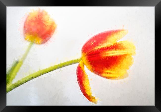 Tulip Abstract Framed Print by LensLight Traveler