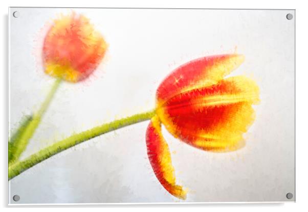 Tulip Abstract Acrylic by LensLight Traveler