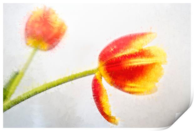 Tulip Abstract Print by LensLight Traveler