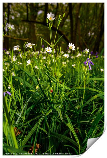 A Ladybird in the Woods Print by Nigel Wilkins