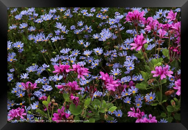 Field of colourful flowers  Framed Print by Adrian Paulsen