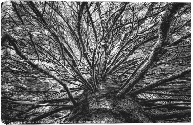 Arboresque B&W Canvas Print by Alison Chambers