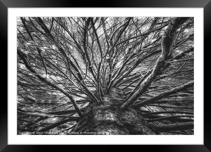 Arboresque B&W Framed Mounted Print by Alison Chambers