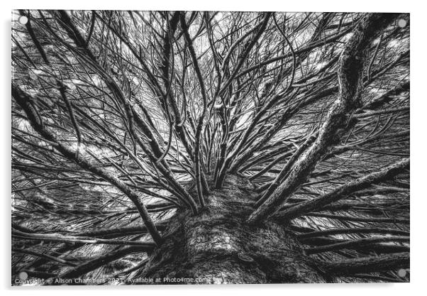Arboresque B&W Acrylic by Alison Chambers