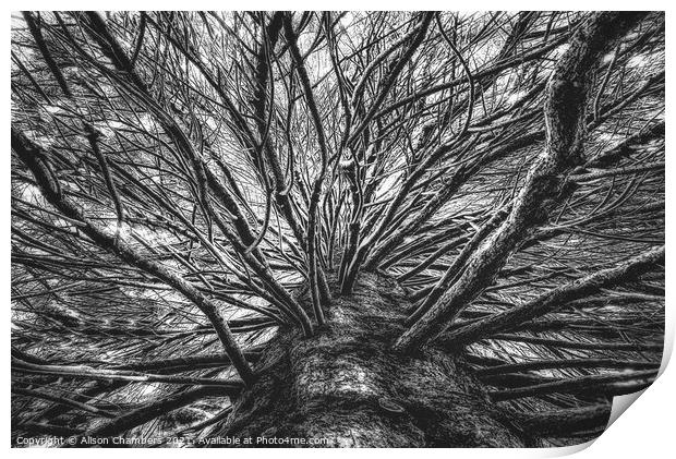 Arboresque B&W Print by Alison Chambers