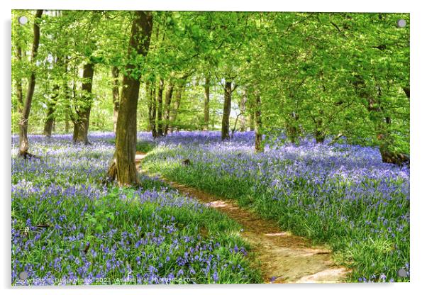 Springtime Bluebell Wood  Acrylic by Diana Mower
