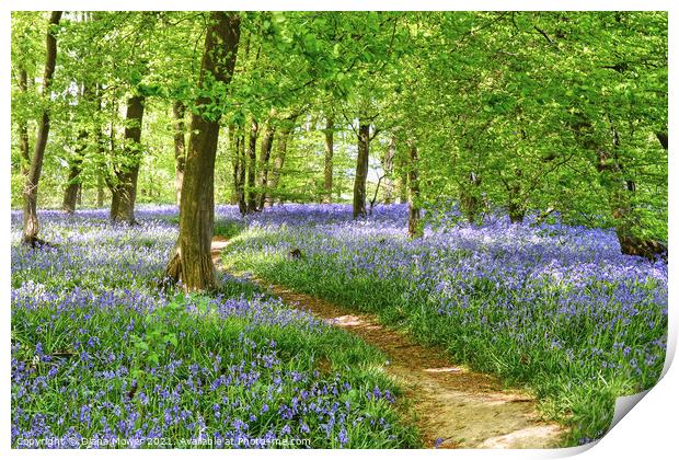 Springtime Bluebell Wood  Print by Diana Mower