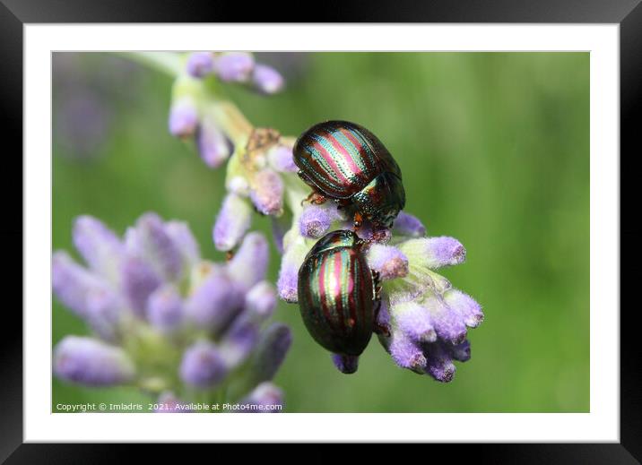Two Colorful Rosemary Beetles Macro Framed Mounted Print by Imladris 