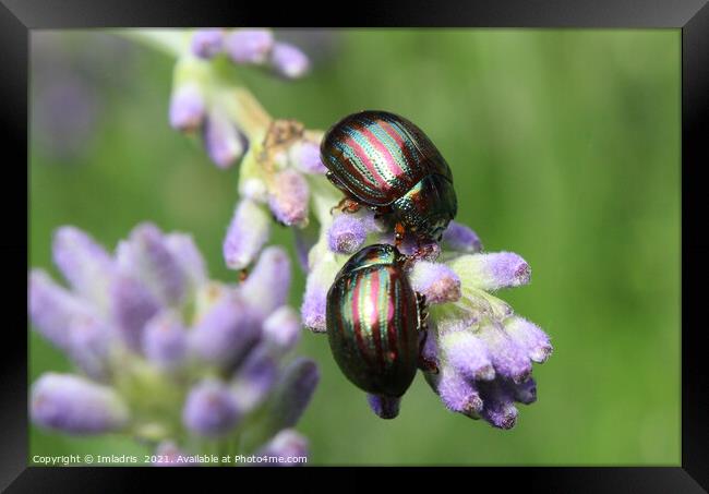 Two Colorful Rosemary Beetles Macro Framed Print by Imladris 