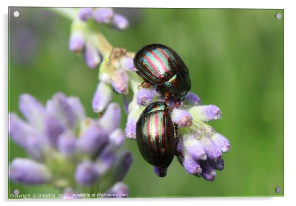 Two Colorful Rosemary Beetles Macro Acrylic by Imladris 