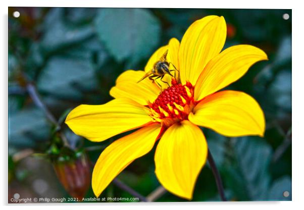 Bee on flower head Acrylic by Philip Gough