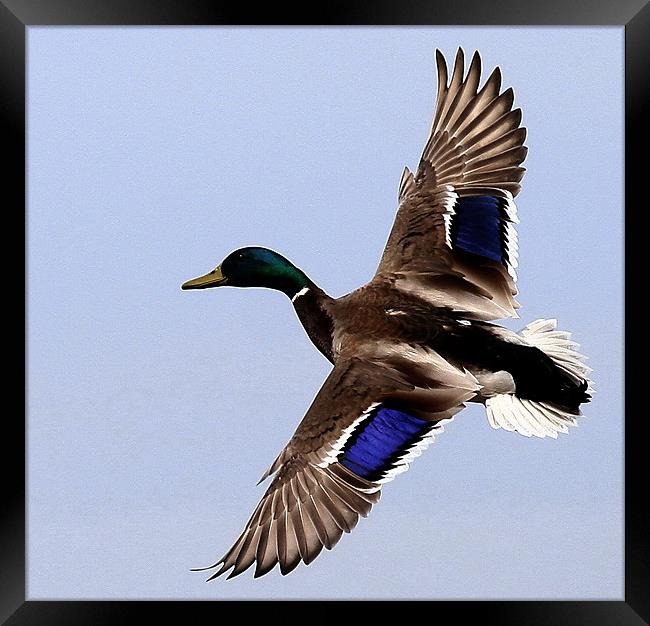 Flight Of The Mallard Framed Print by Trevor White