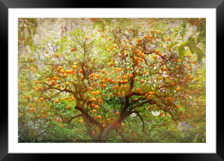 Seville Oranges  Framed Mounted Print by Alexandra Lavizzari