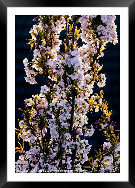 Prunus Amanogawa Framed Mounted Print by Bill Allsopp
