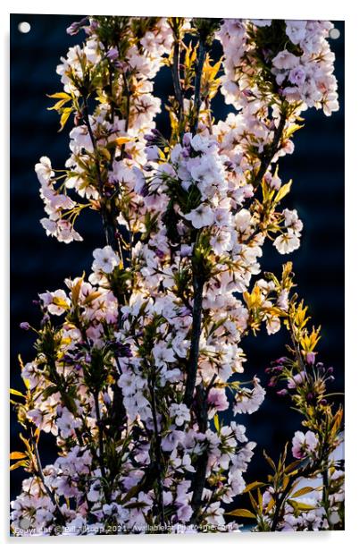 Prunus Amanogawa Acrylic by Bill Allsopp